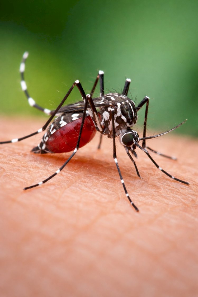 Período chuvoso reacende alerta para o avanço da dengue