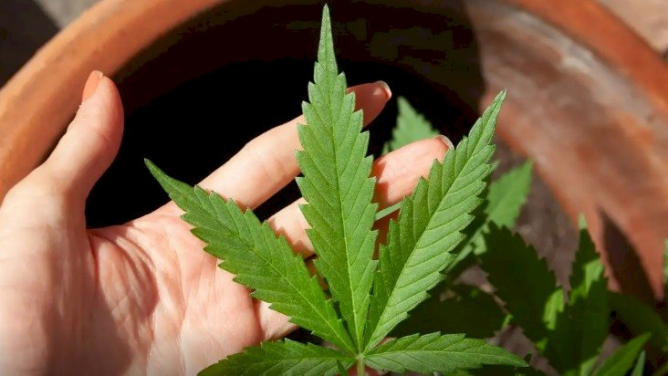 Anvisa discute nesta quarta regras para a produção de cannabis no país