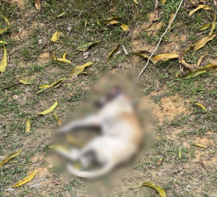 Operação Patas Protegidas: Polícia Civil prende mulher pelo crime de maus-tratos contra duas cadelas em Manaus