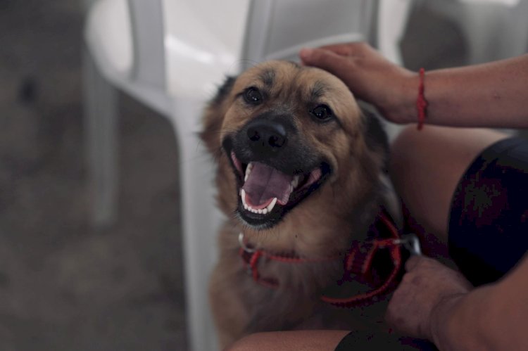 Sepet oferece 300 vagas para castração de animais no bairro Cidade de Deus, zona norte de Manaus