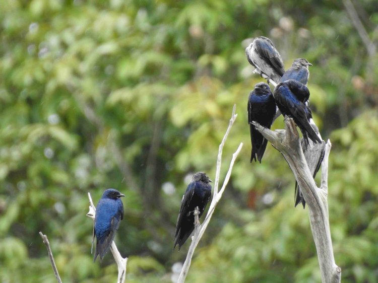 Aves migratórias utilizam o Amazonas como rota de passagem, alerta Ipaam