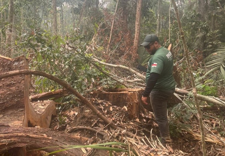 Ipaam encerra período de Defeso Florestal 2026 nesta sexta-feira em todo o estado